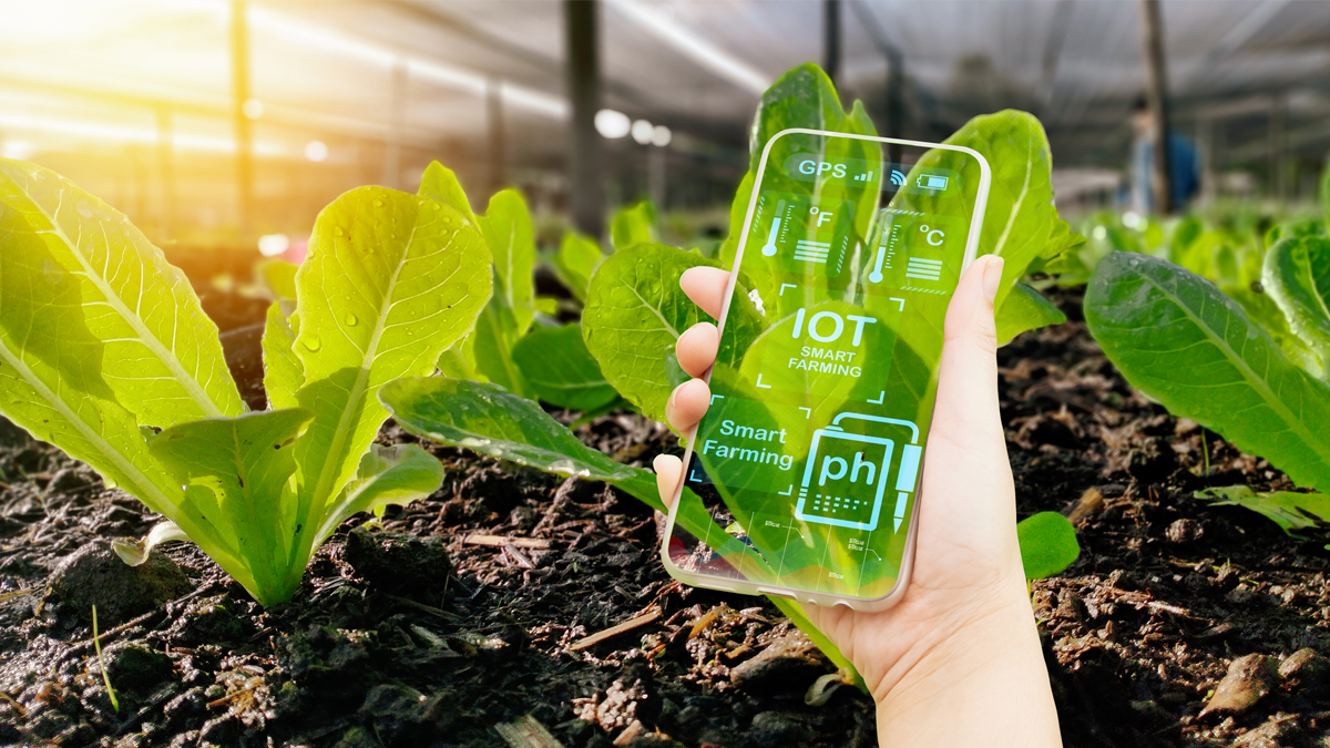 A person uses a smartphone displaying smart farming and IoT data while examining green lettuce plants in a greenhouse.