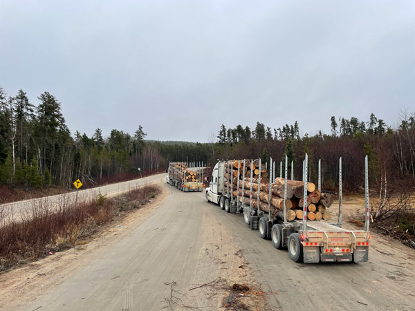 Two logging trucks loaded with timber on a dirt road at a forested intersection under an overcast sky.