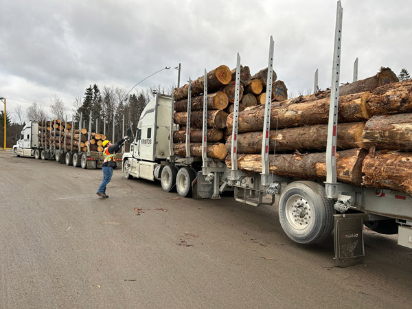 A worker in a safety vest and helmet secures the load of timber logs on a white semi-truck parked alongside other loaded trucks under a cloudy sky.